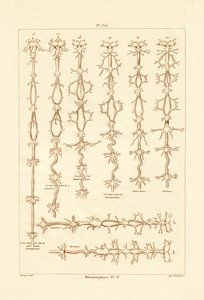 变态，1833-39 作者 法语学校